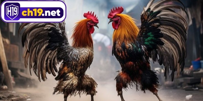 Meron đại diện chiến kê đứng bên trái 