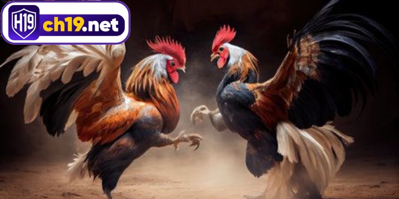 Đá gà H19 nổi bật với nhiều thể loại 